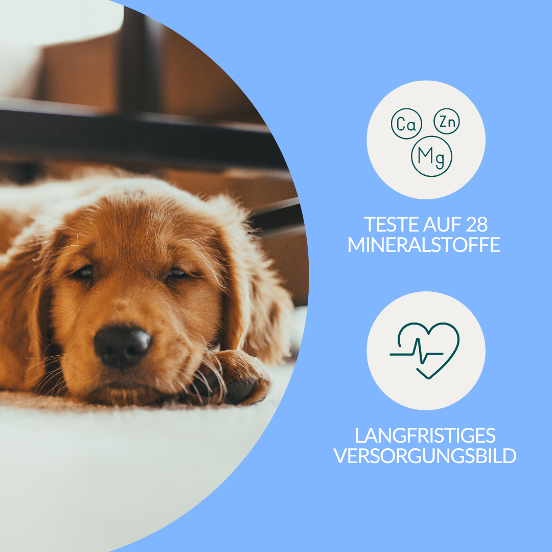 Vetevo Mineralstoff Test Plus Hund – Fellanalyse auf 19 Mineralstoffe, Spurenelemente &amp; toxische Metalle | Schwermetall-Belastung erkennen | Einfach zuhause testen