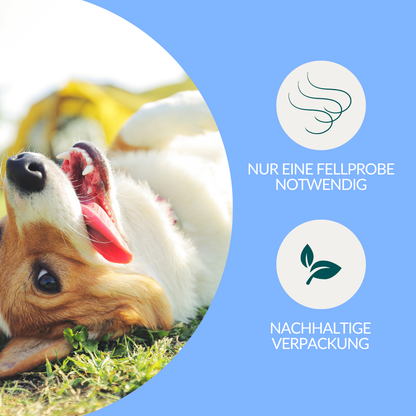 Vetevo Mineralstoff Test Plus Hund – Fellanalyse auf 19 Mineralstoffe, Spurenelemente &amp; toxische Metalle | Schwermetall-Belastung erkennen | Einfach zuhause testen
