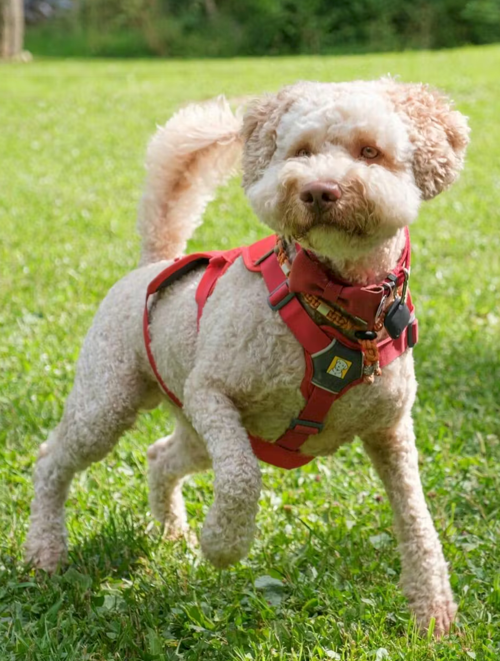 Ruffwear Web Master Harness Hundegeschirr
