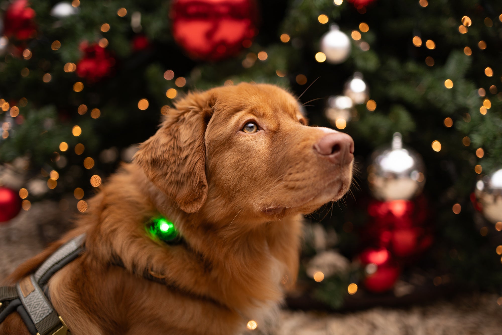 Geschenkideen Woofshack