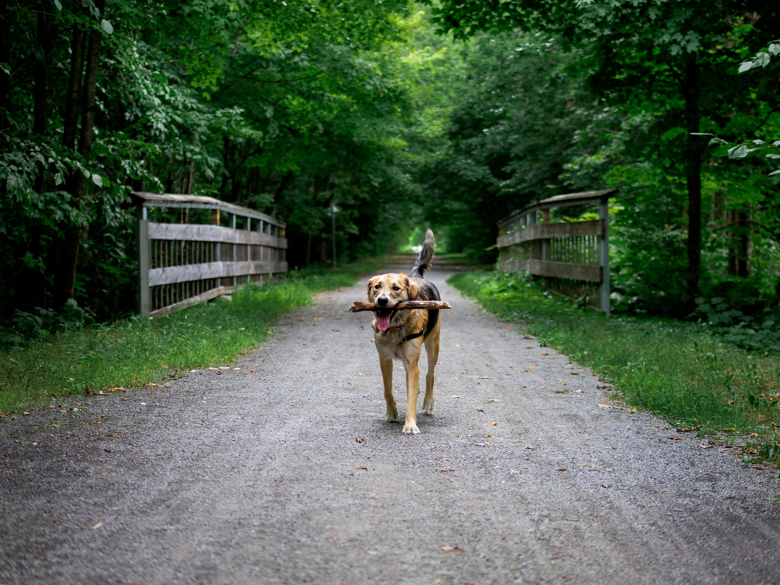 Hundefutter & Hundezubehör online bestellen | Woofshack