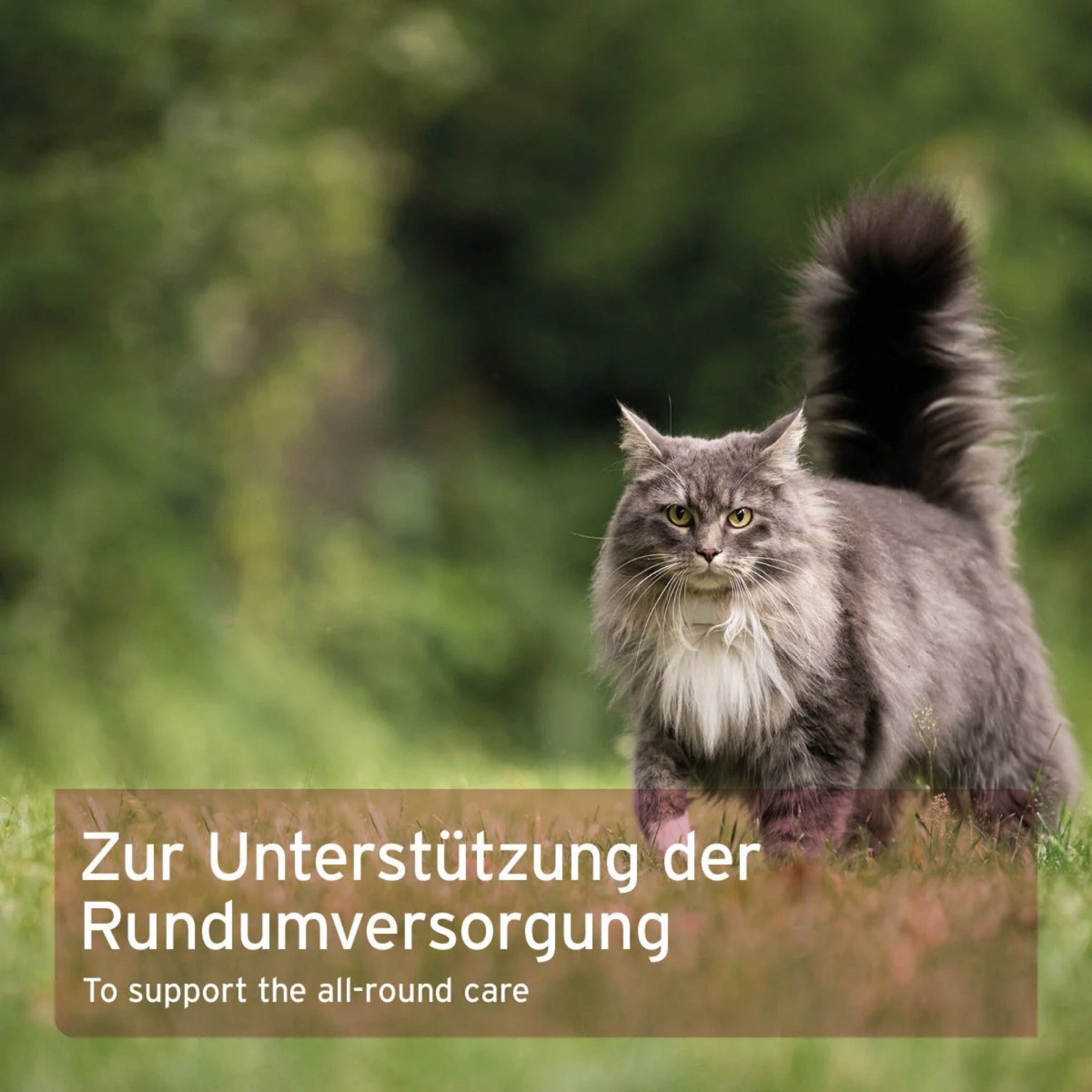 AniForte 4in1 Complete Cat für Katzen - Woofshack