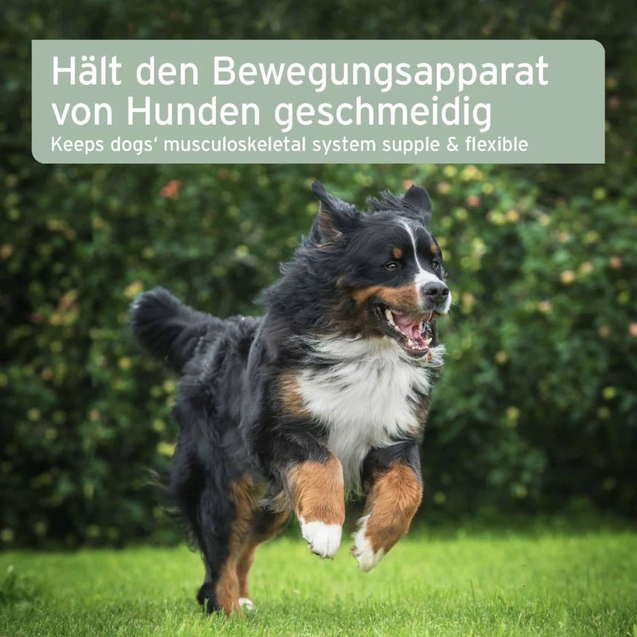 AniForte Arthro Omega Öl für Hunde – Premium Gelenkunterstützung mit Omega-3 bei Arthrose &amp; Gelenkentzündungen