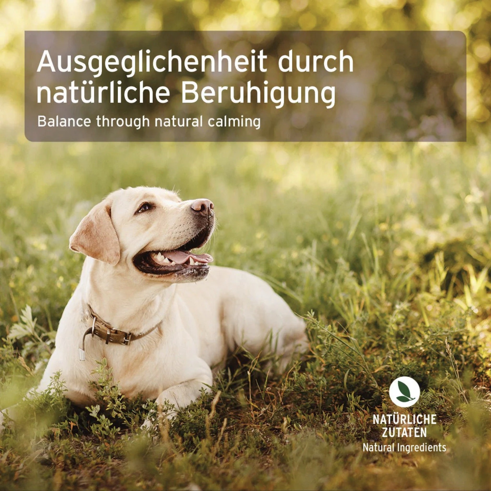 AniForte Bachblüten Vervain Überdreht - Globuli - Woofshack