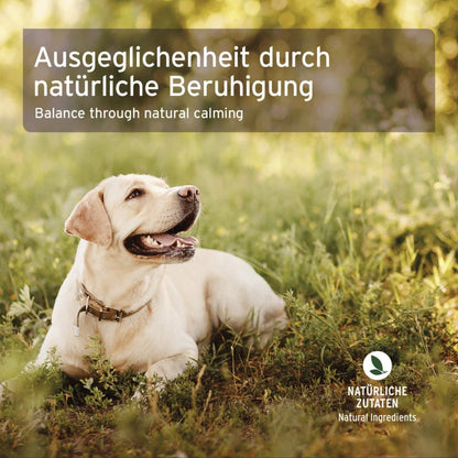 AniForte Bachblüten Vervain Überdreht - Globuli - Woofshack