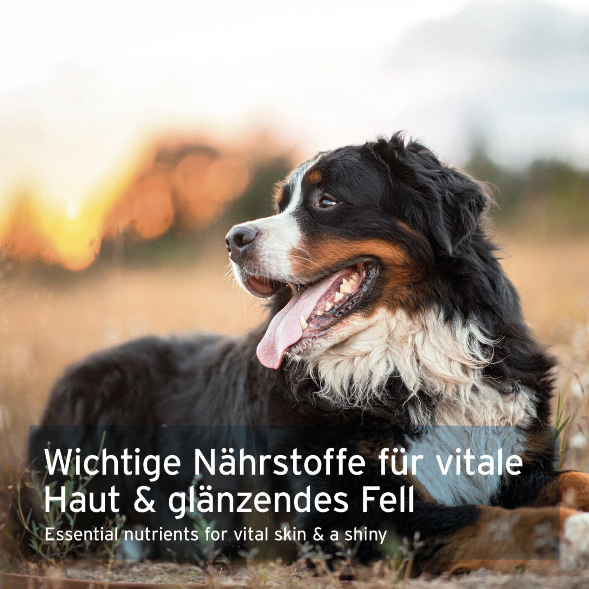 AniForte Bierhefe Pulver für Hunde – Natürliche Unterstützung für glänzendes Fell, gesunde Haut &amp; starke Abwehrkräfte