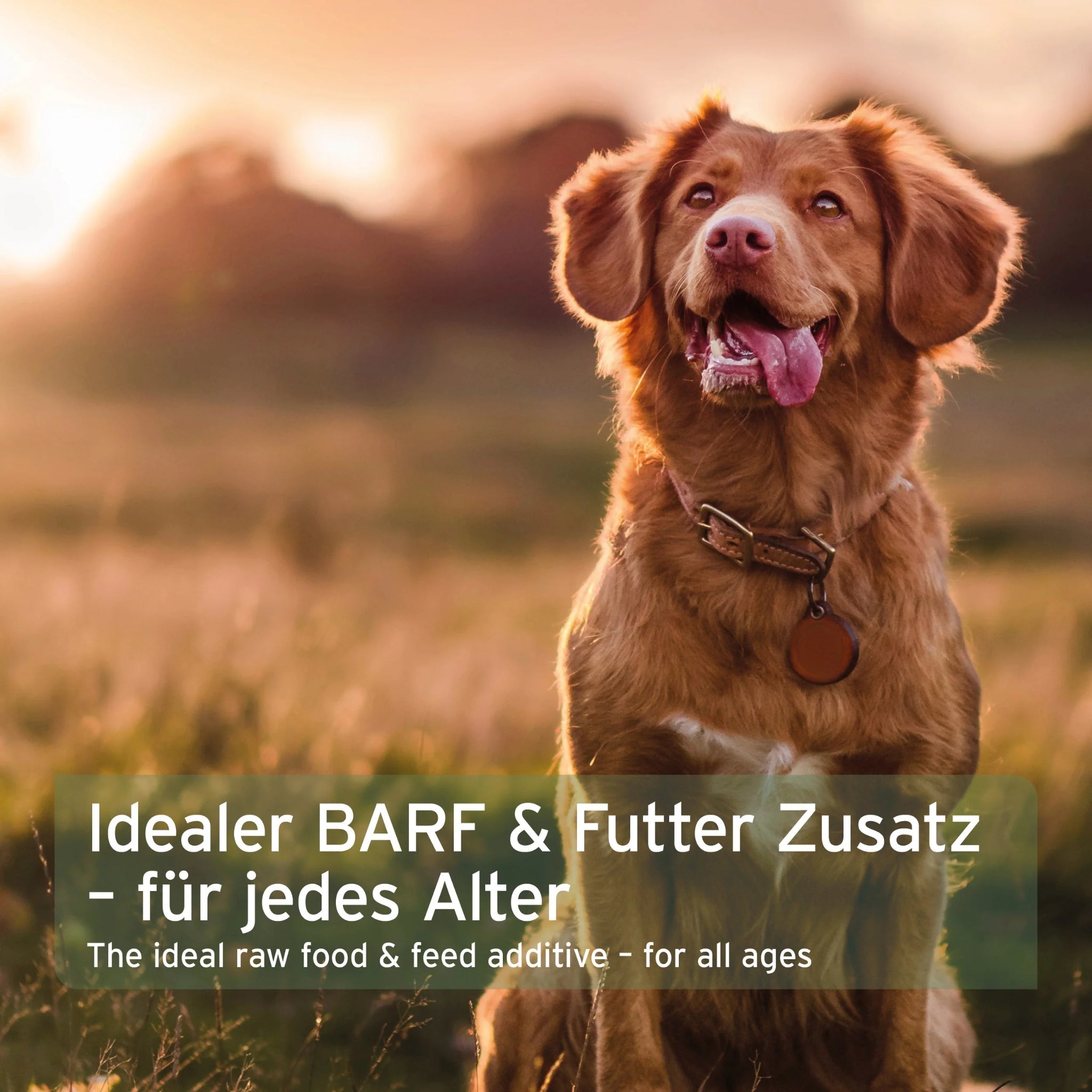 AniForte BIO BARF - Püree mit Fenchel &amp; Mango für Hunde - Woofshack