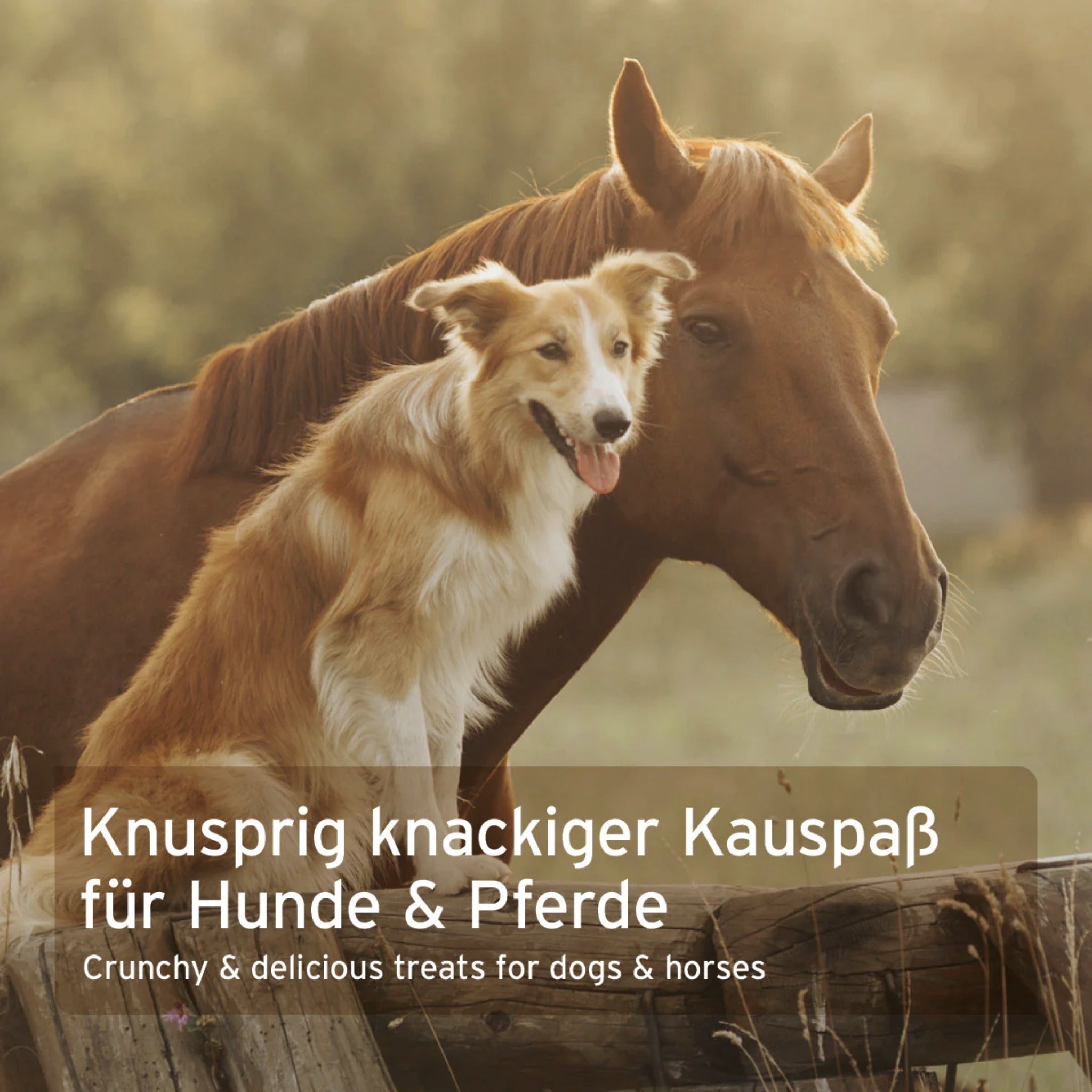 AniForte Bio Kokos - Sticks für Hunde - Woofshack
