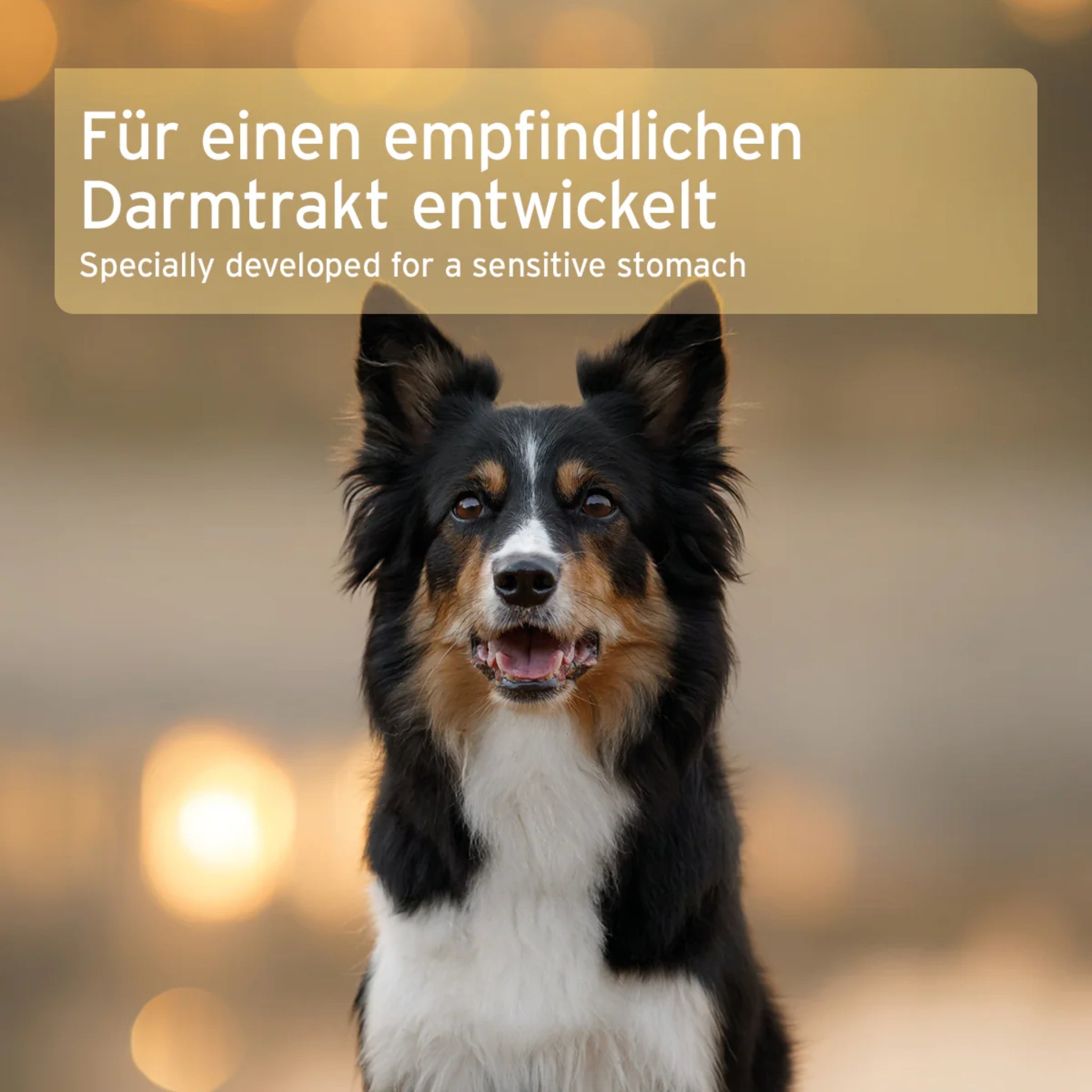 AniForte Bio Morosan Schonkost für Hunde – Natürliche Hilfe bei Durchfall &amp; Verdauungsproblemen, Bio - Qualität mit Morosuppe - Woofshack