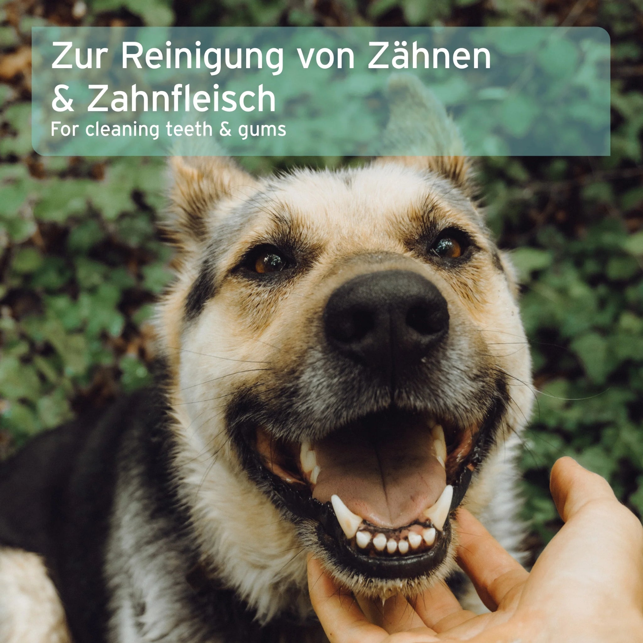 AniForte Denta Clean &amp; Care Fingerpads – Sanfte Zahnpflege für Hunde, Zahnstein vorbeugen, Mundgeruch bekämpfen, frischer Atem