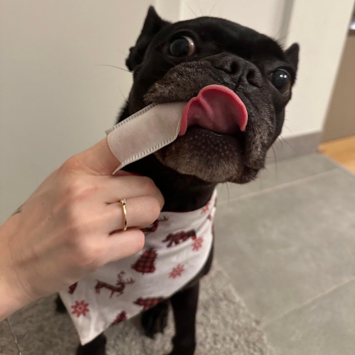 AniForte Denta Clean &amp; Care Zahnpflege Set für Hunde - Woofshack