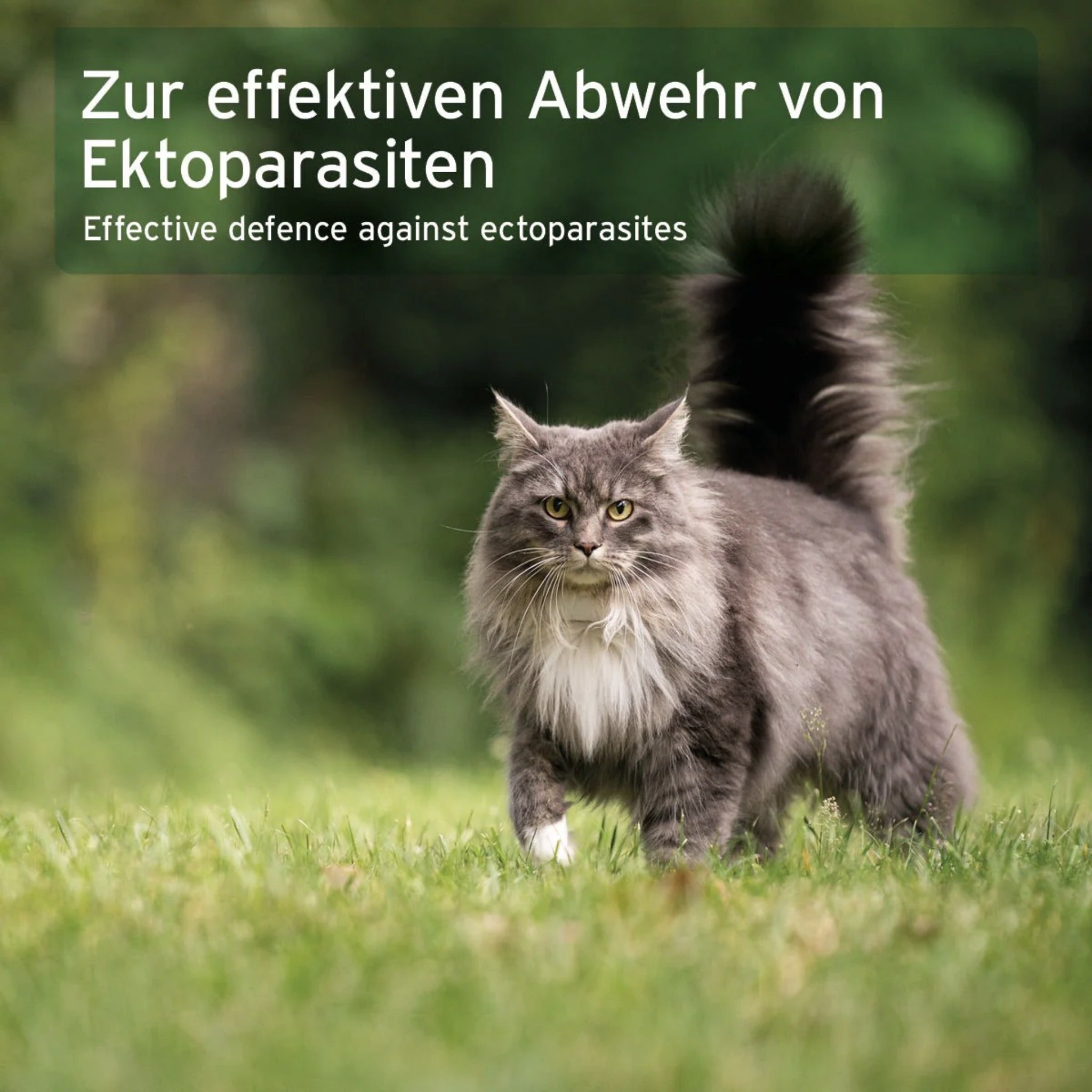 AniForte Ectoprotex Spot - on für Katzen - Woofshack
