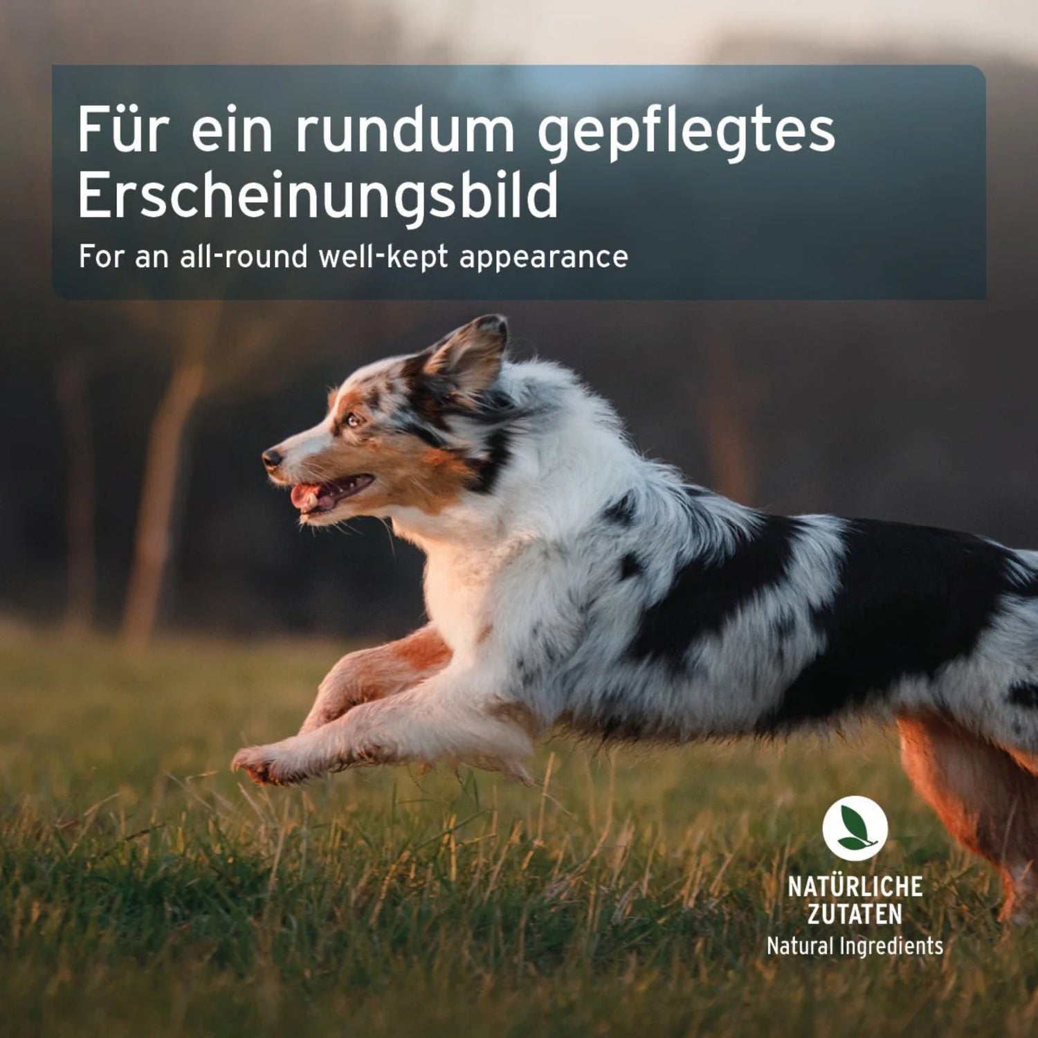 AniForte Fell &amp; Haut Snack für Hunde – Natürliche Hautpflege