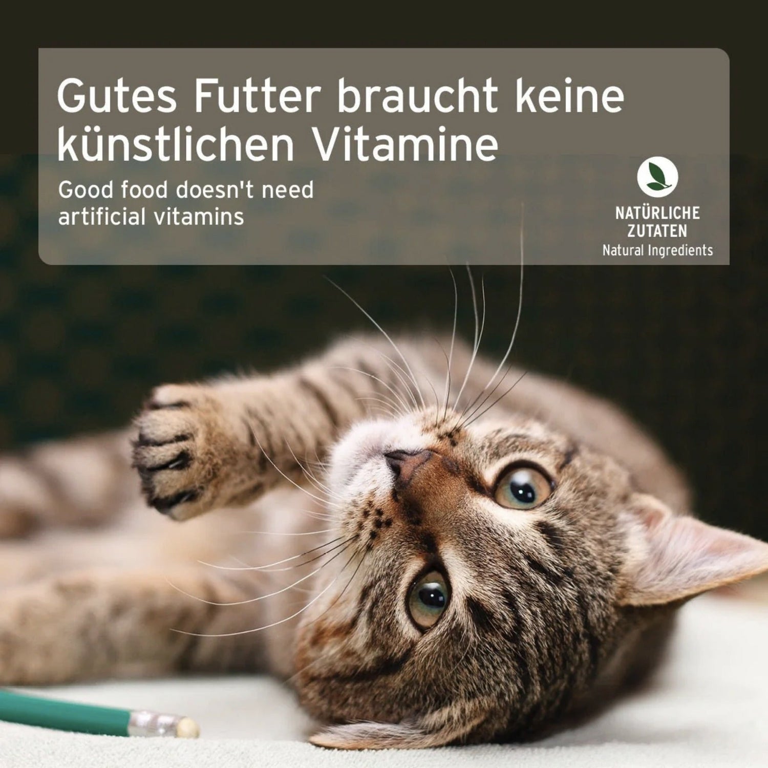 AniForte Fish &amp; Chicken Katzen Nassfutter - Woofshack