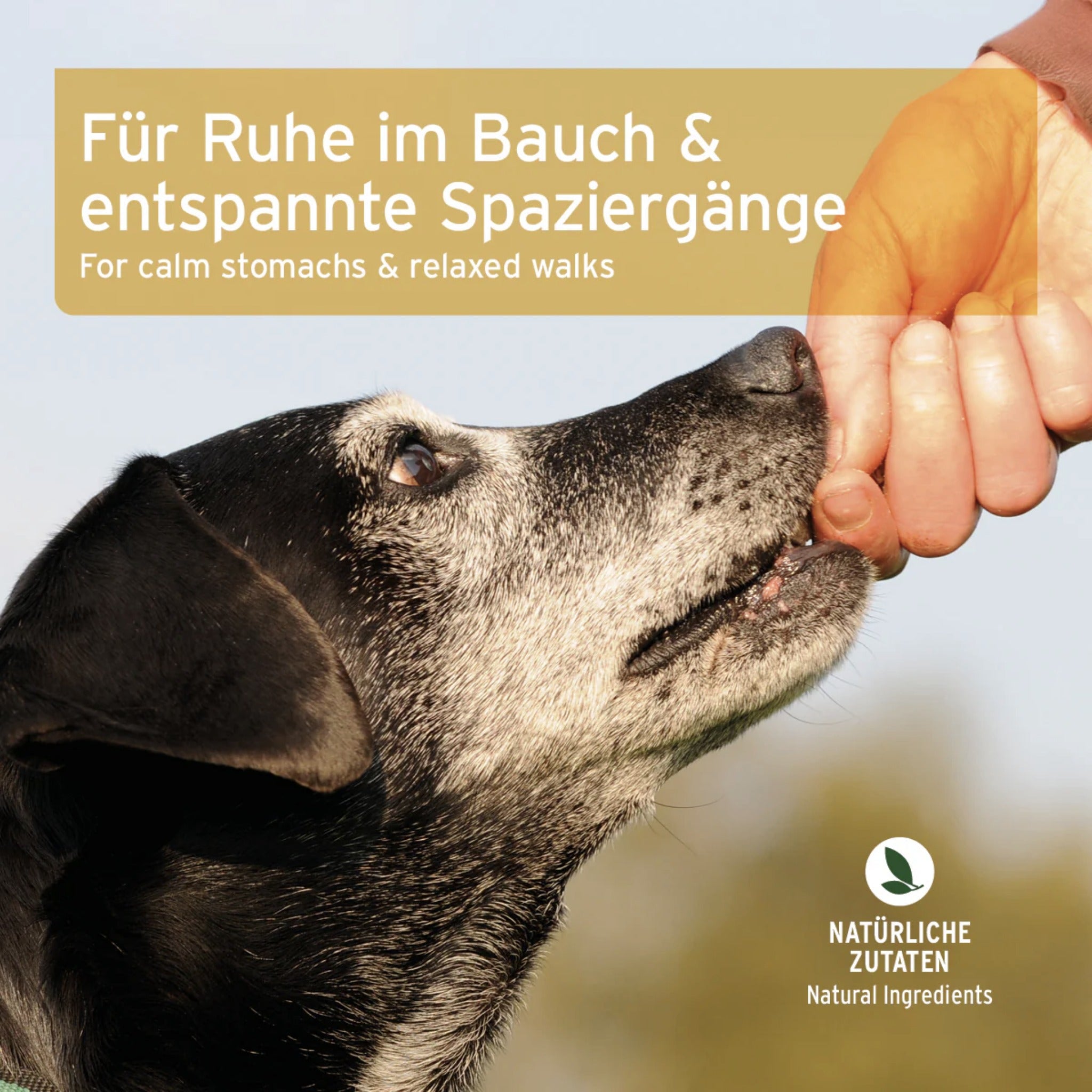 AniForte Gras - &amp; Kotfresser Snack für Hunde - Woofshack