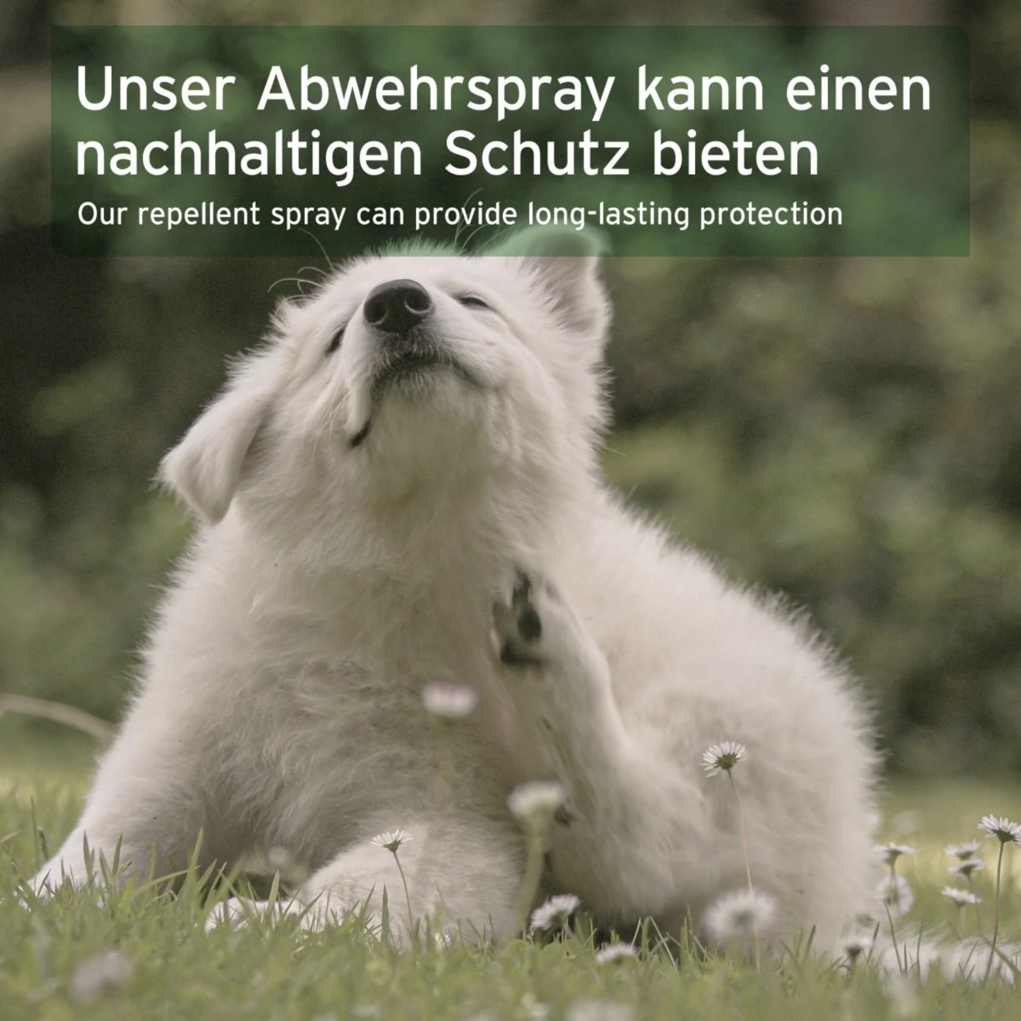 AniForte Grasmilben-EX Spray für Hunde – Natürlicher Schutz gegen Juckreiz, Hautreizungen &amp; Grasmilbenbefall mit ätherischen Ölen