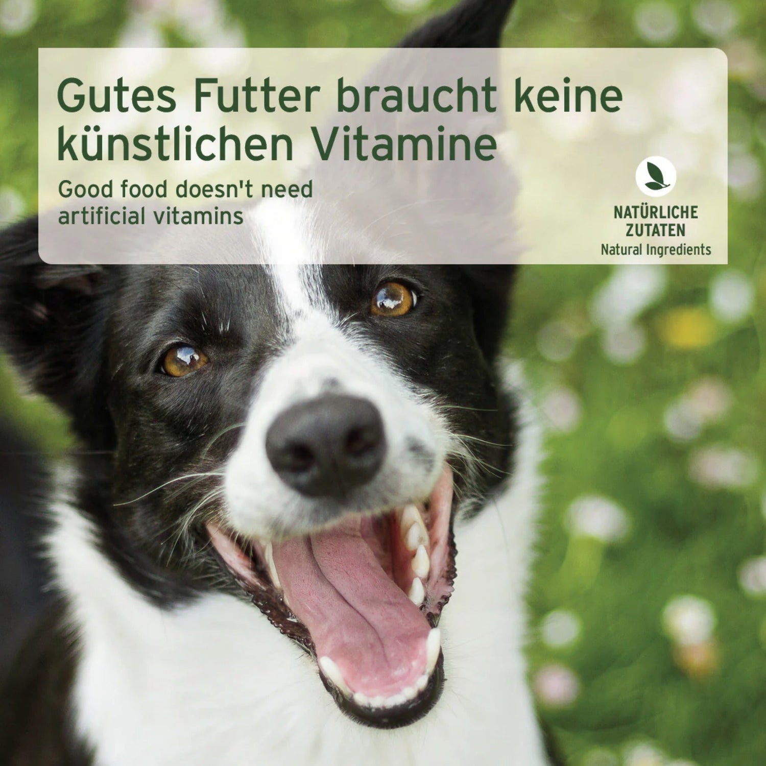 AniForte Greenfield Turkey Hunde Nassfutter - Woofshack