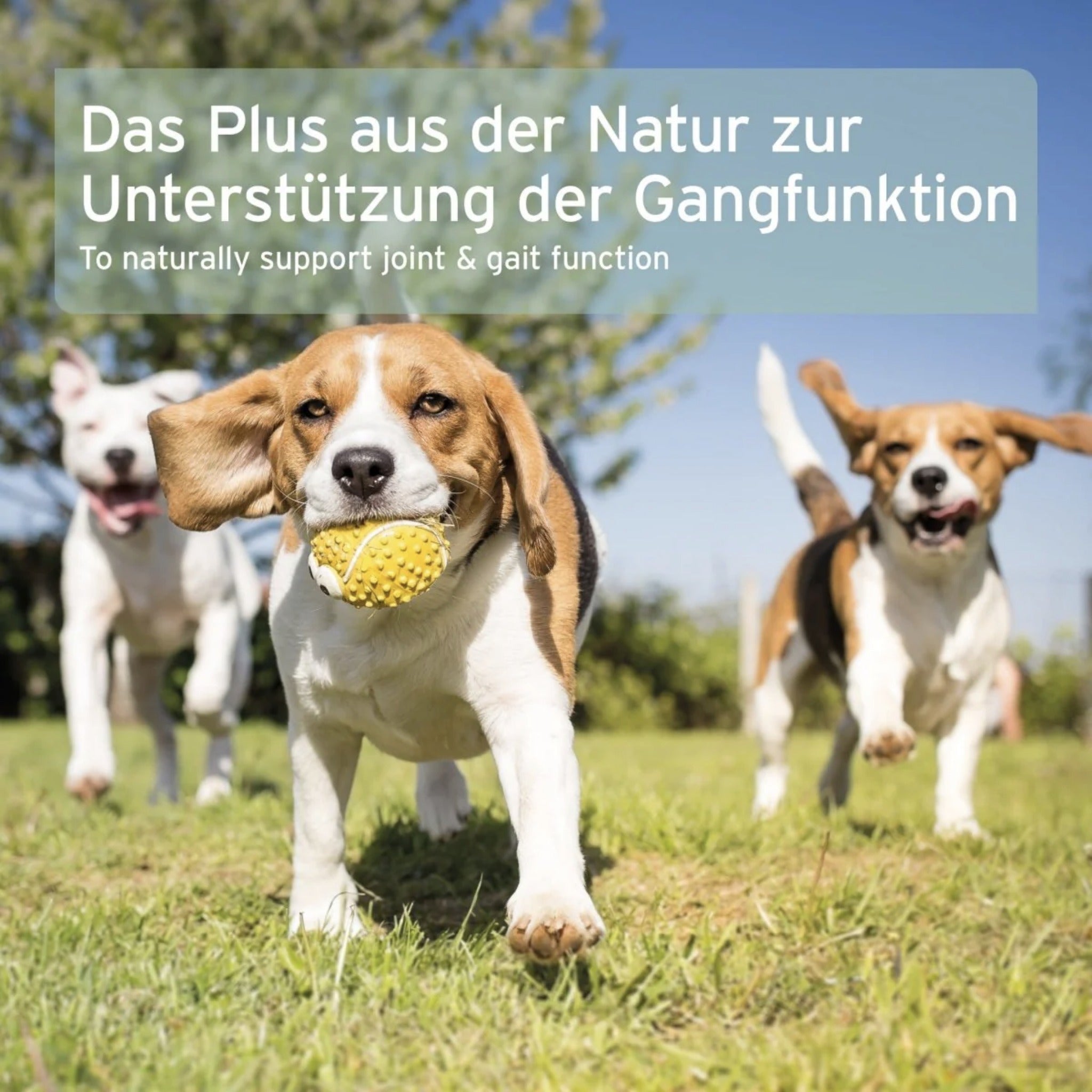 AniForte Grünlippmuschel Kapseln für Hunde – Natürliche Gelenkunterstützung mit Neuseeländischer Perna Canaliculus für Bewegungsfreude &amp; Mobilität