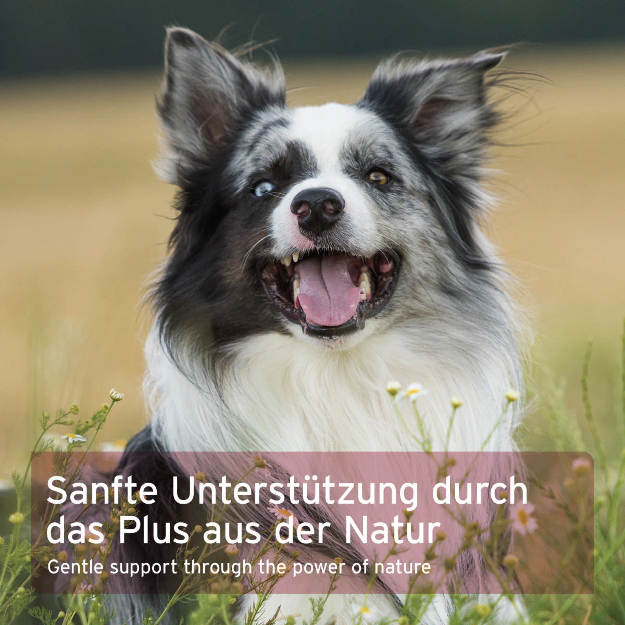 AniForte Hormon Balance für Hunde - Woofshack