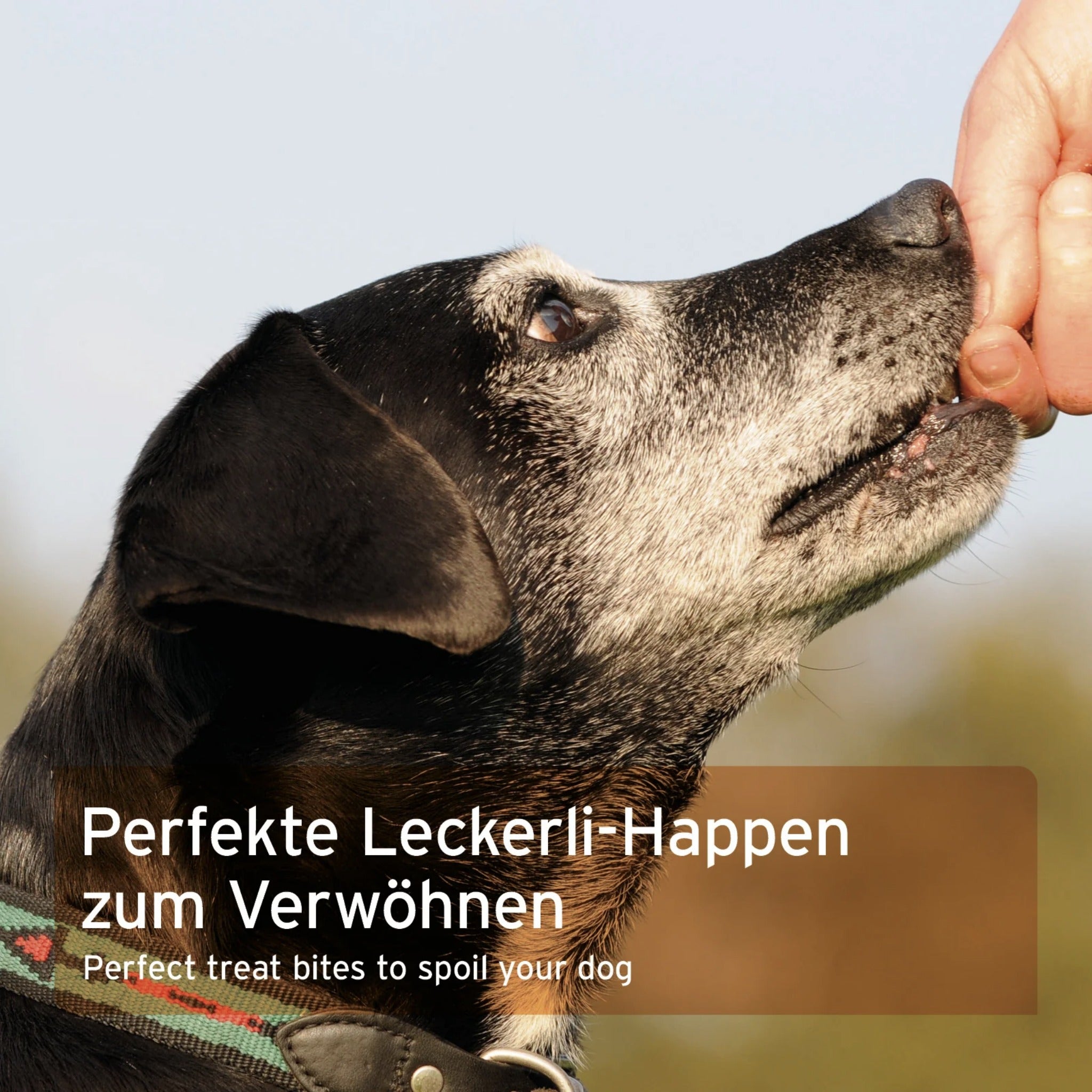 AniForte Huhn Hundesnacks - Woofshack