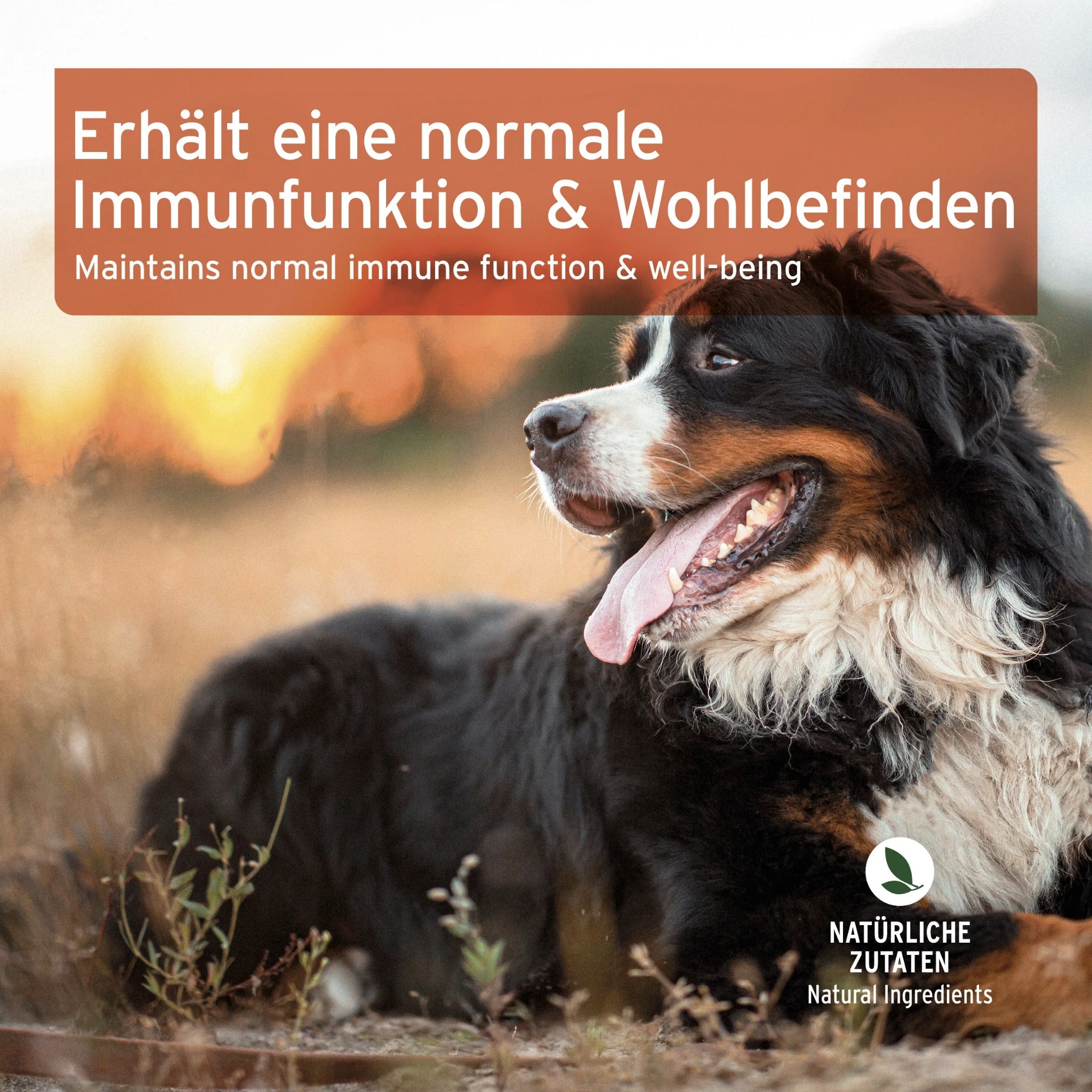 AniForte Immun-Boost Snack für Hunde