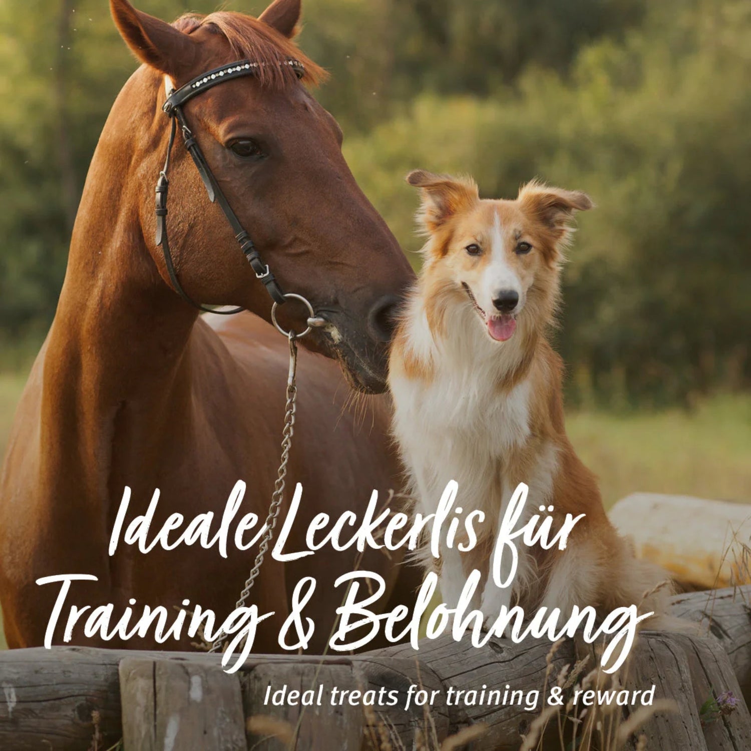 AniForte Kokos - Sticks für Hunde &amp; Pferde - Woofshack