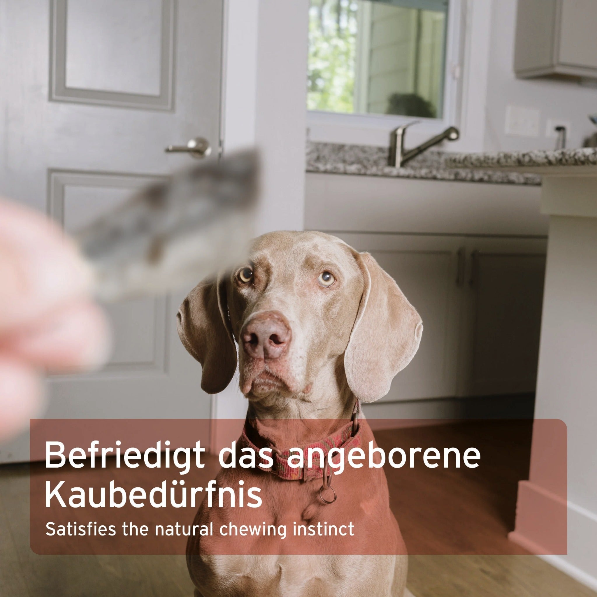 AniForte Lachshaut Hundesnack - Woofshack