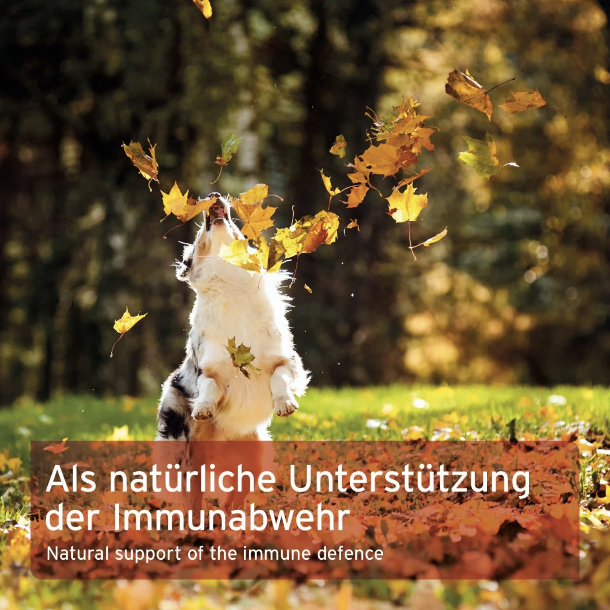 AniForte MultiVETAL – Natürliches Multivitamin-Pulver mit Bierhefe &amp; Omega-3 für Hunde