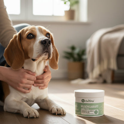 AniForte Muschelkraft Pulver – Natürliche Gelenkunterstützung für Hunde &amp; Katzen mit Blauer Miesmuschel als Futtertopping - Woofshack