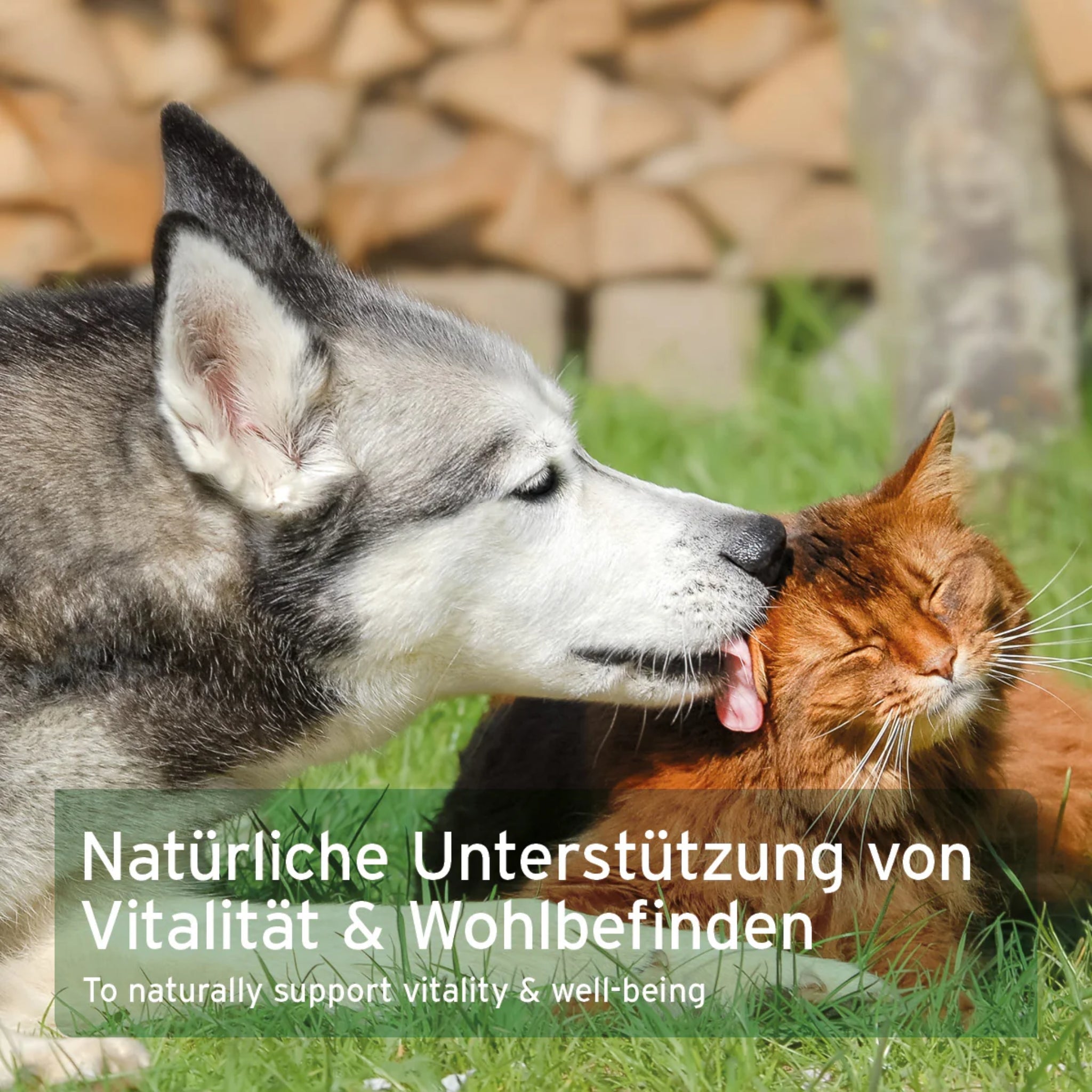 AniForte Muschelkraft Pulver – Natürliche Gelenkunterstützung für Hunde &amp; Katzen mit Blauer Miesmuschel als Futtertopping - Woofshack