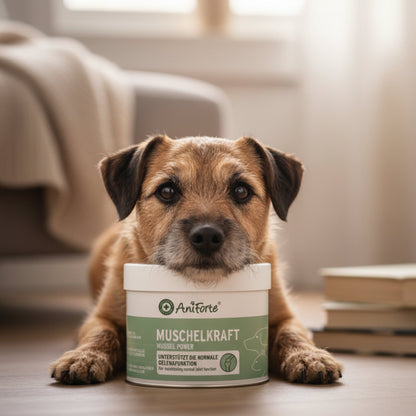 AniForte Muschelkraft Pulver – Natürliche Gelenkunterstützung für Hunde &amp; Katzen mit Blauer Miesmuschel als Futtertopping - Woofshack