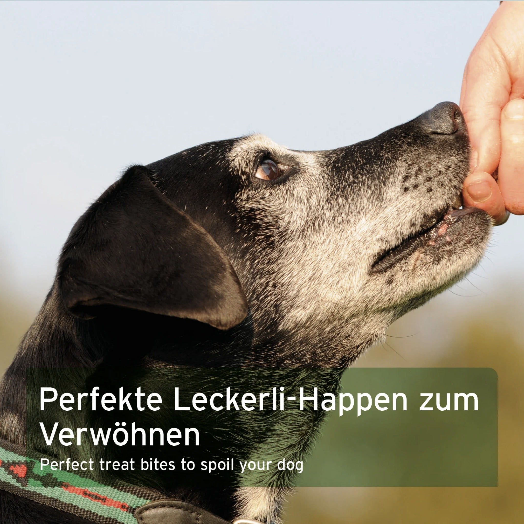 AniForte Obst &amp; Gemüse Hundesnacks - Woofshack