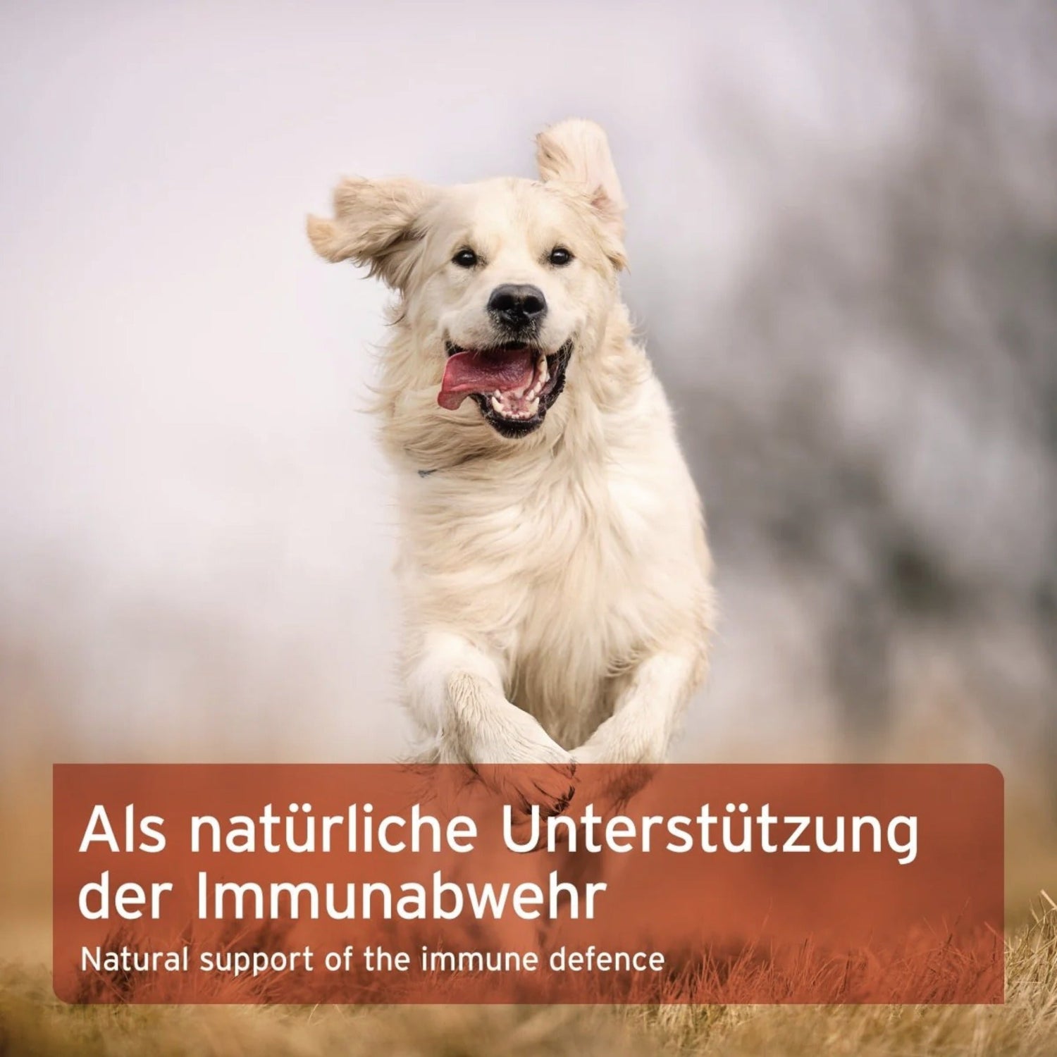 AniForte Propolis Pulver - Woofshack