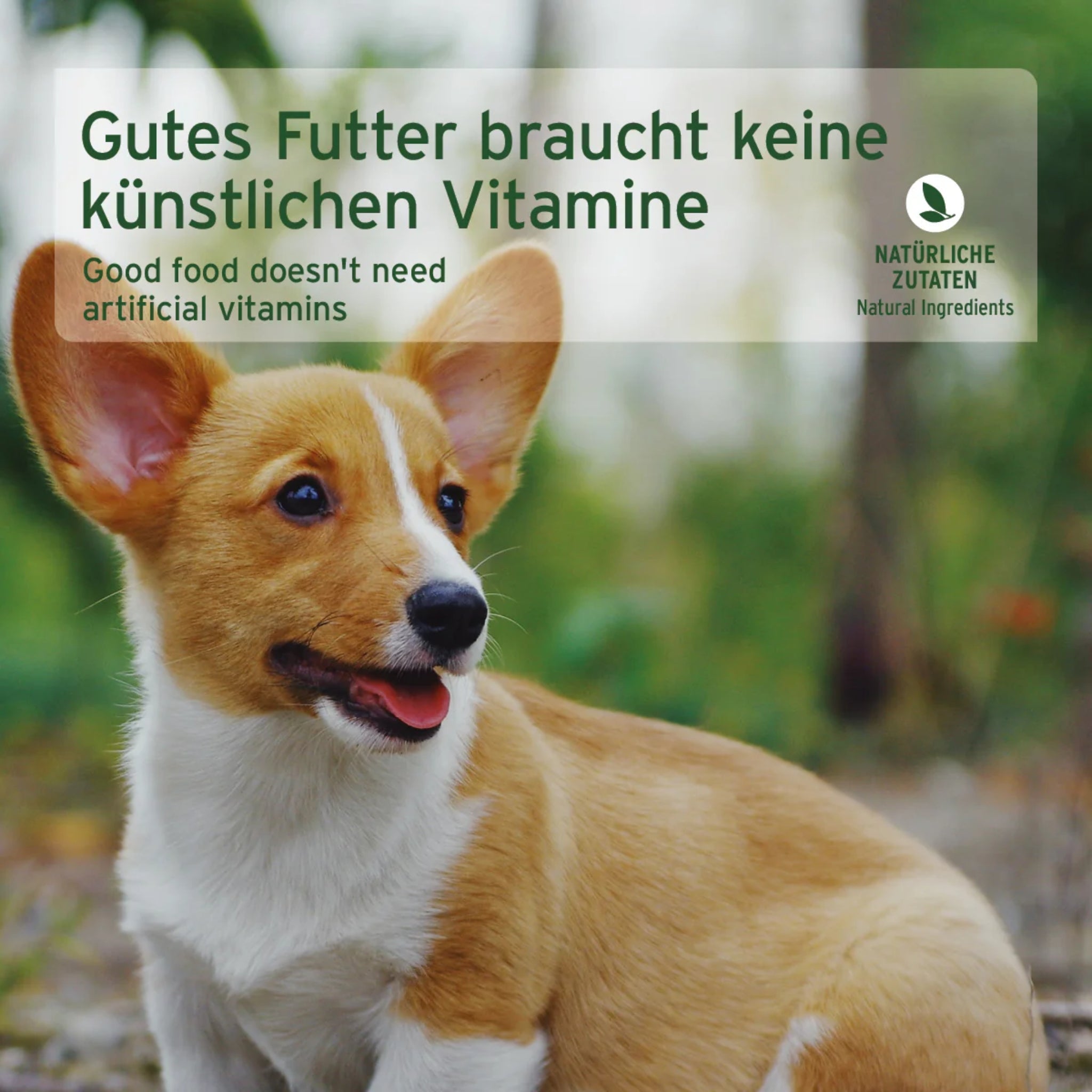 AniForte Pure Nature Junior Menu Beef – Premium Welpen - Nassfutter für gesundes Wachstum, 100% natürlich &amp; getreidefrei - Woofshack