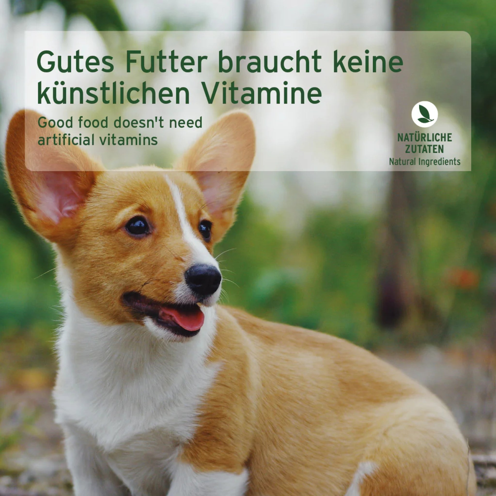 AniForte Pure Nature Junior Menu Chicken – Premium Welpen - Nassfutter ohne Getreide, 100% natürlich für gesundes Wachstum &amp; starke Knochen - Woofshack