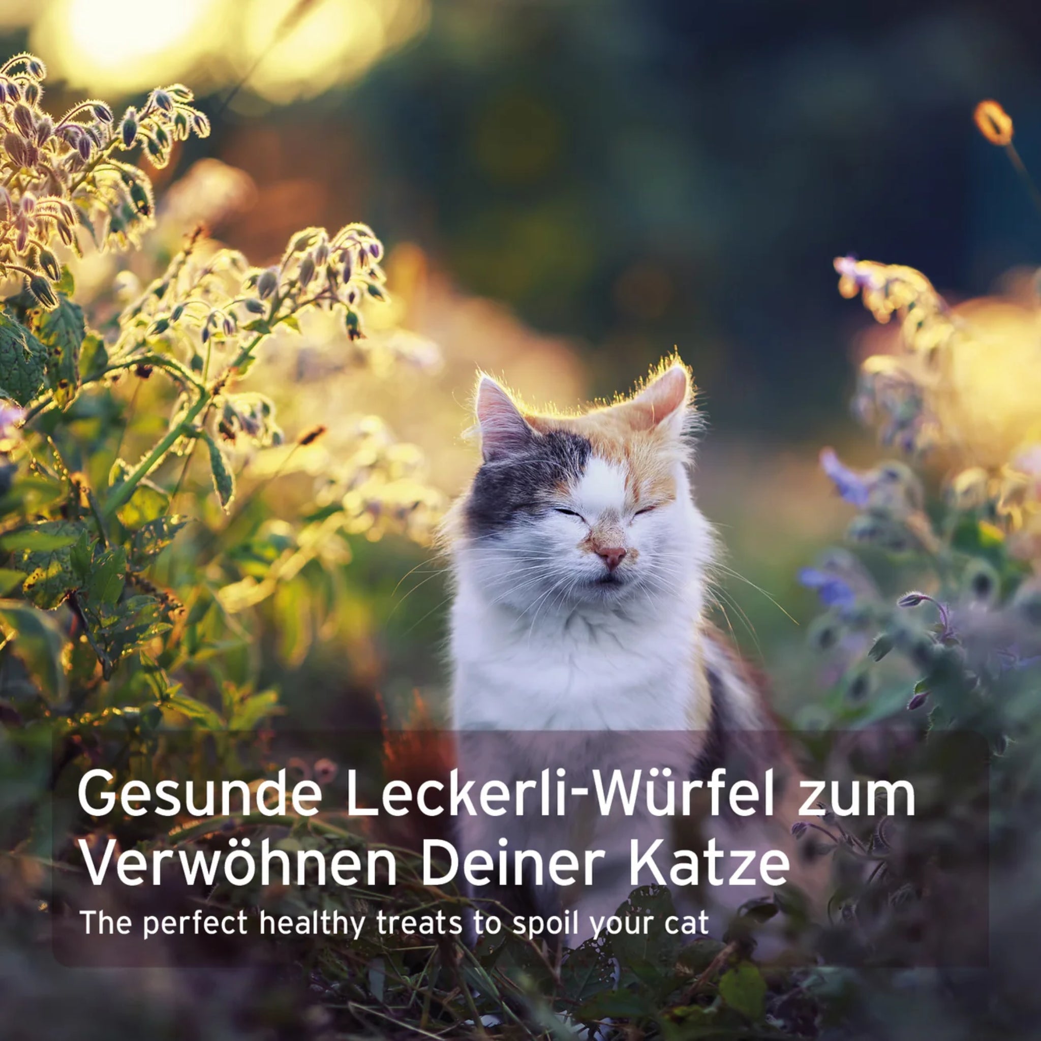 AniForte Soft Snack Ente – Weiche Premium - Leckerlis für Katzen, Natürlich &amp; Getreidefrei, Ideal für Training &amp; Belohnung - Woofshack