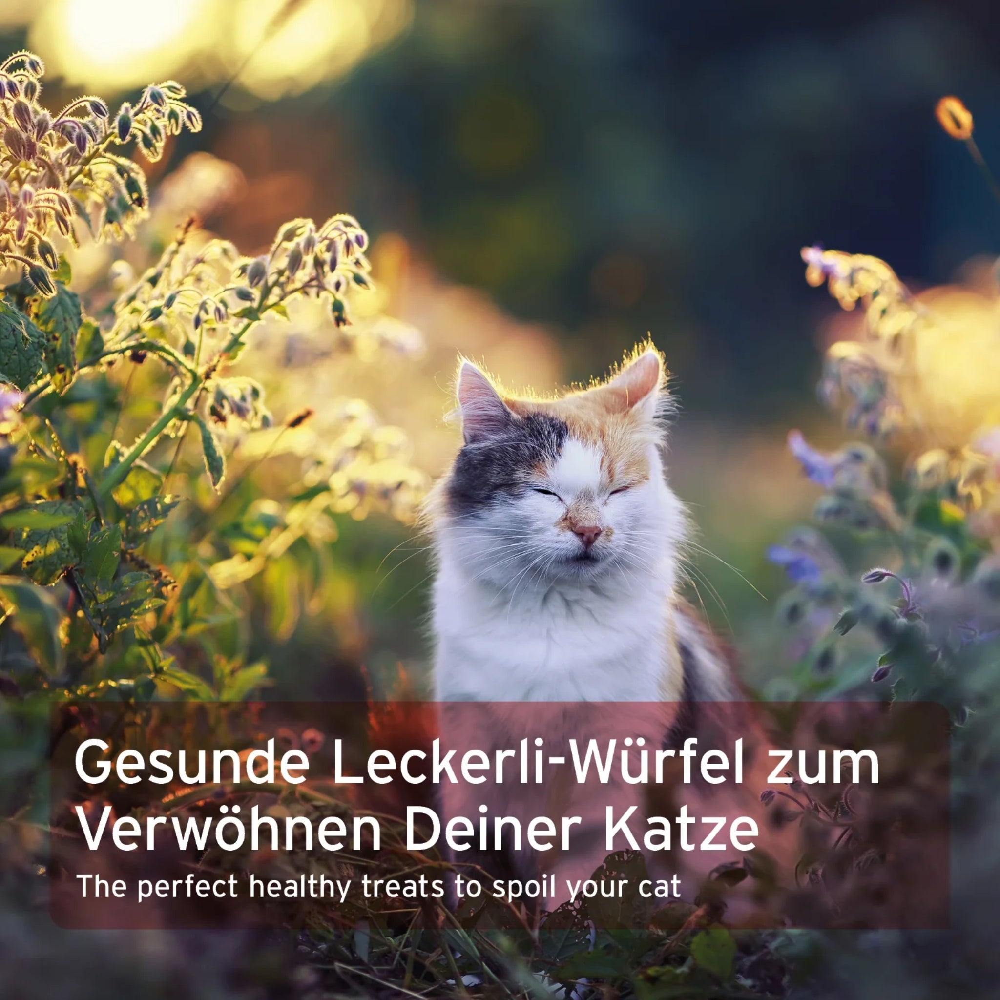 AniForte Soft Snack Rind – Weiche Katzensnacks aus 100% natürlichem Rindfleisch für anspruchsvolle Katzen - Woofshack