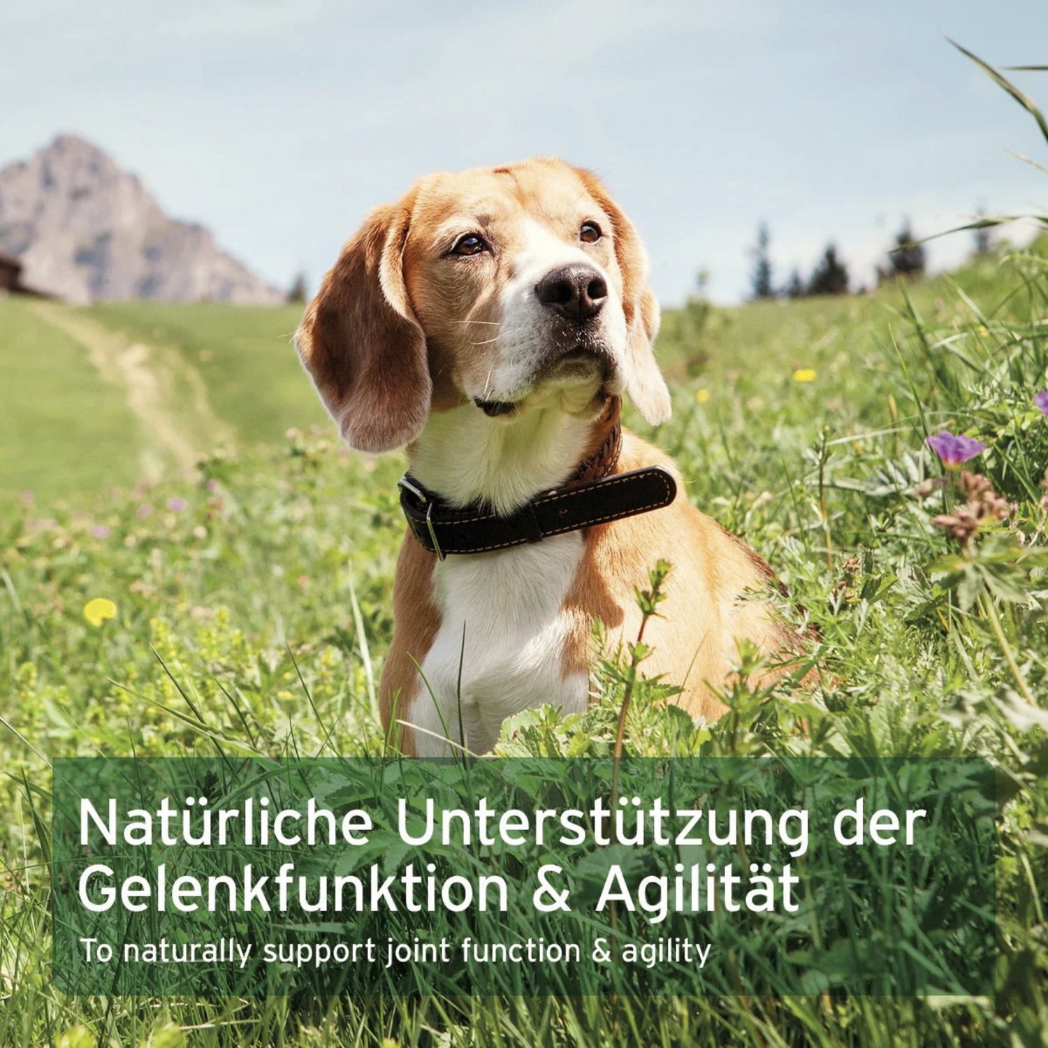 AniForte artiglio del diavolo in capsule per cani