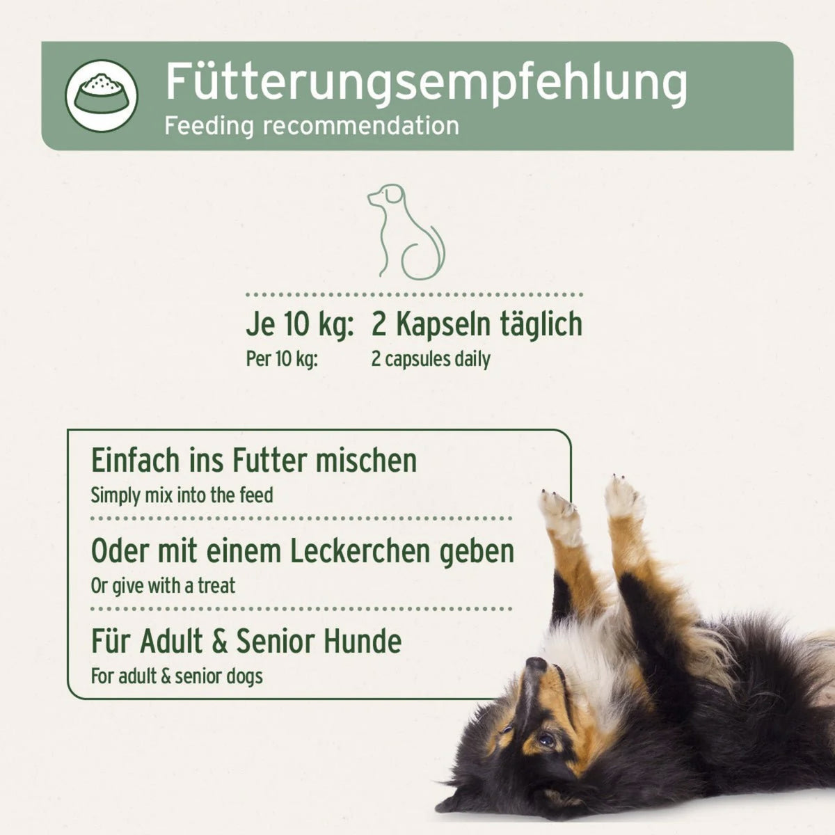AniForte Teufelskralle Kapseln für Hunde – Natürliche Unterstützung für bewegliche Gelenke &amp; geschmeidige Muskeln