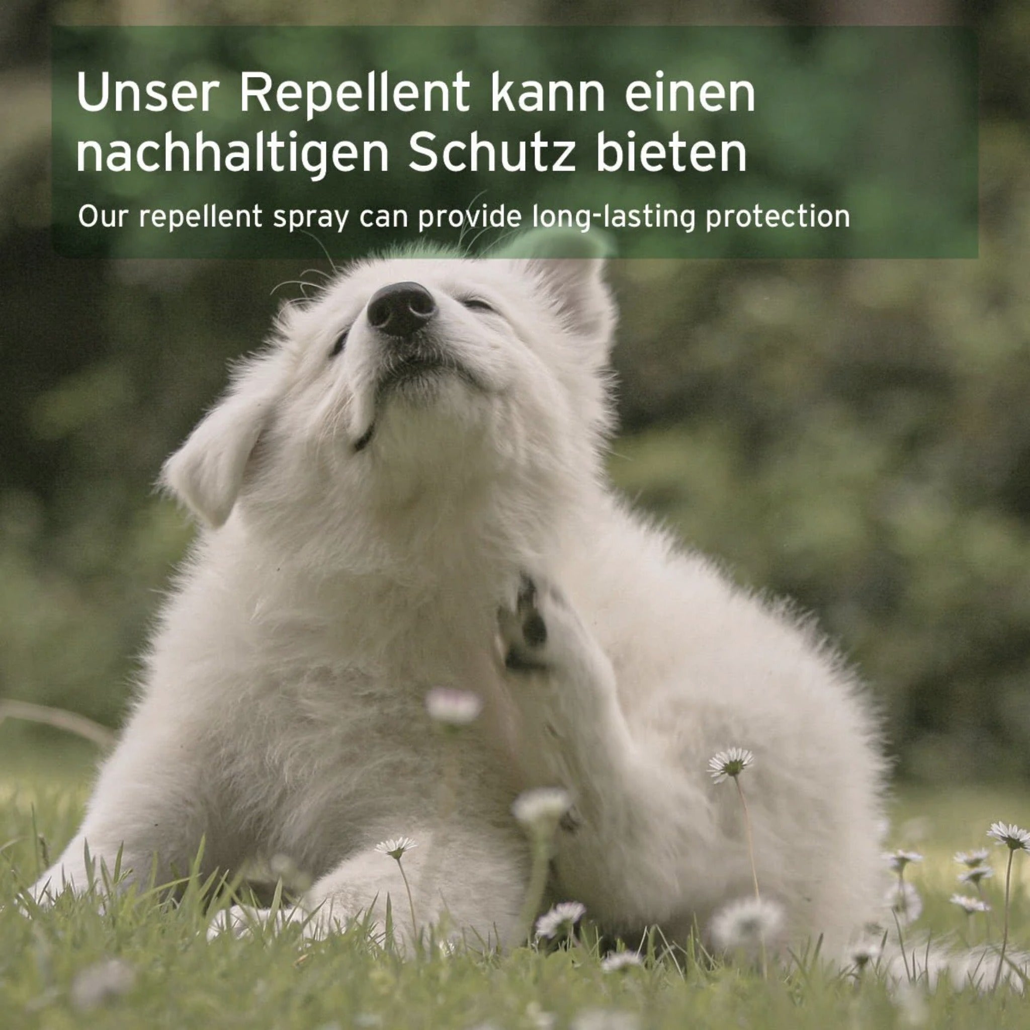 AniForte Ungeziefer-EX Spray für Hunde – Natürlicher Schutz gegen Flöhe, Zecken &amp; Milben für Fell, Körbchen &amp; Textilien