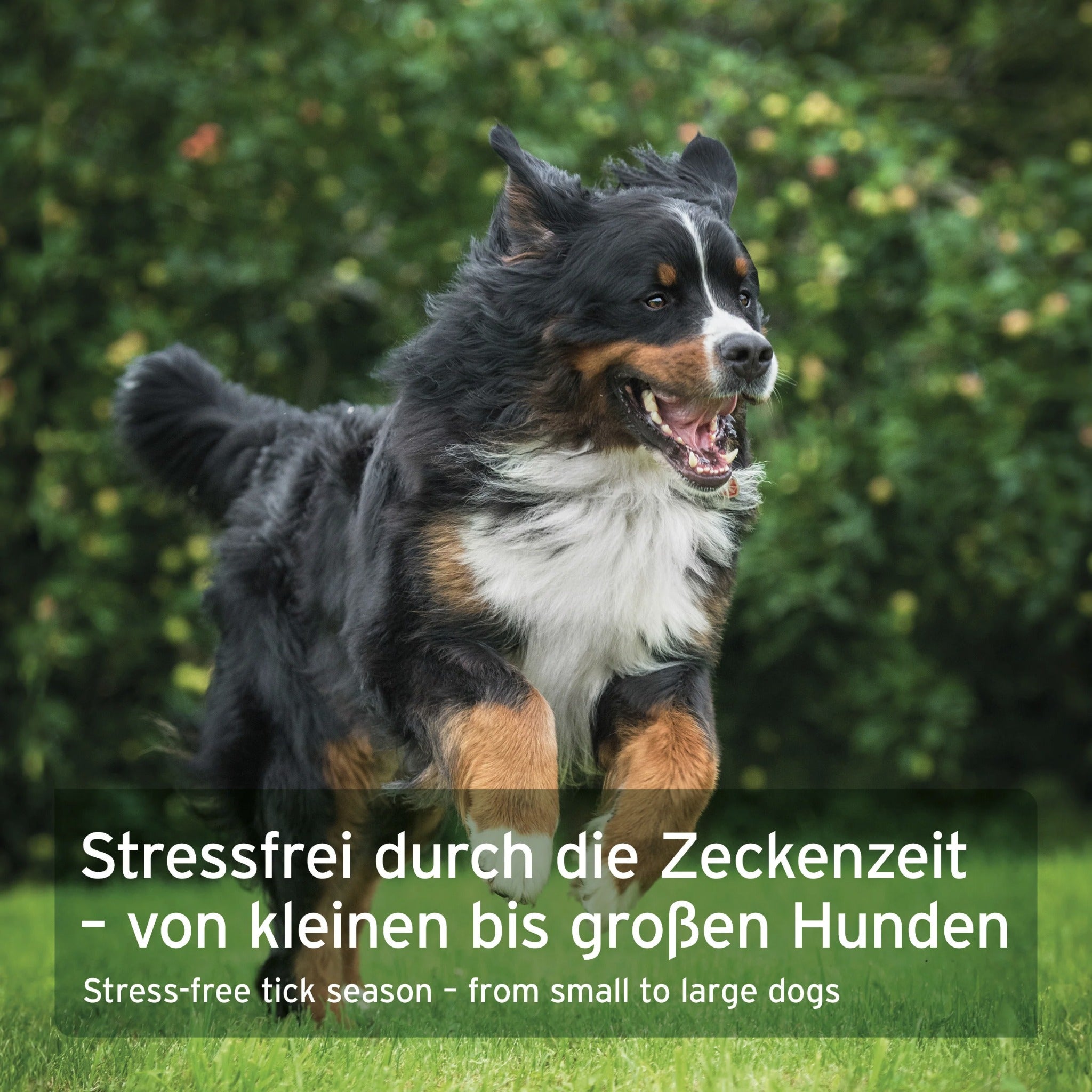 AniForte ZeckenSchild Kapseln für Hunde – Natürlicher Zeckenschutz mit Bierhefe &amp; Vitamin B-Komplex für starke Hautbarriere und Abwehrkraft