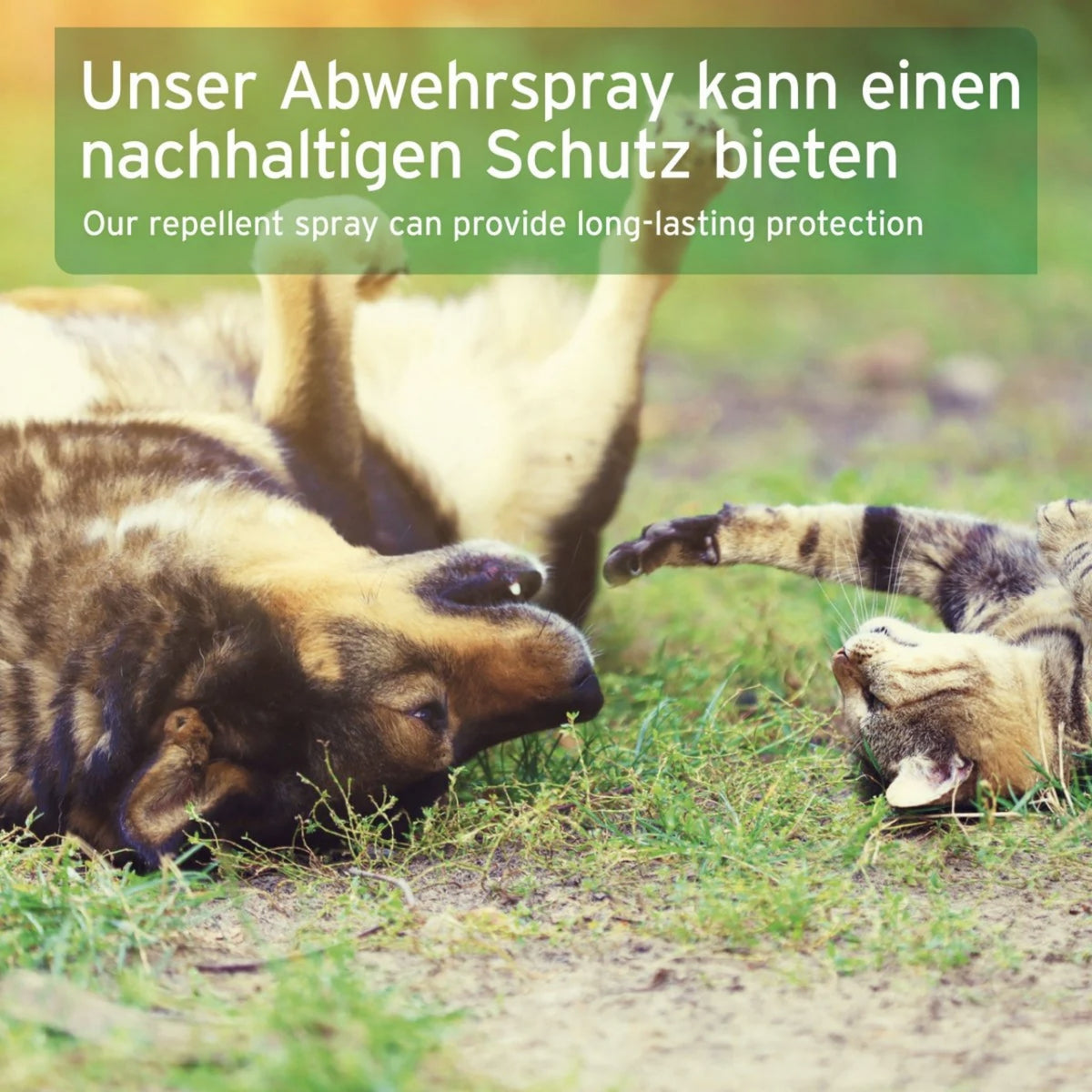 AniForte Zeckenspray für Hunde – Natürlicher Zeckenschutz &amp; Parasitenabwehr mit Langzeitwirkung
