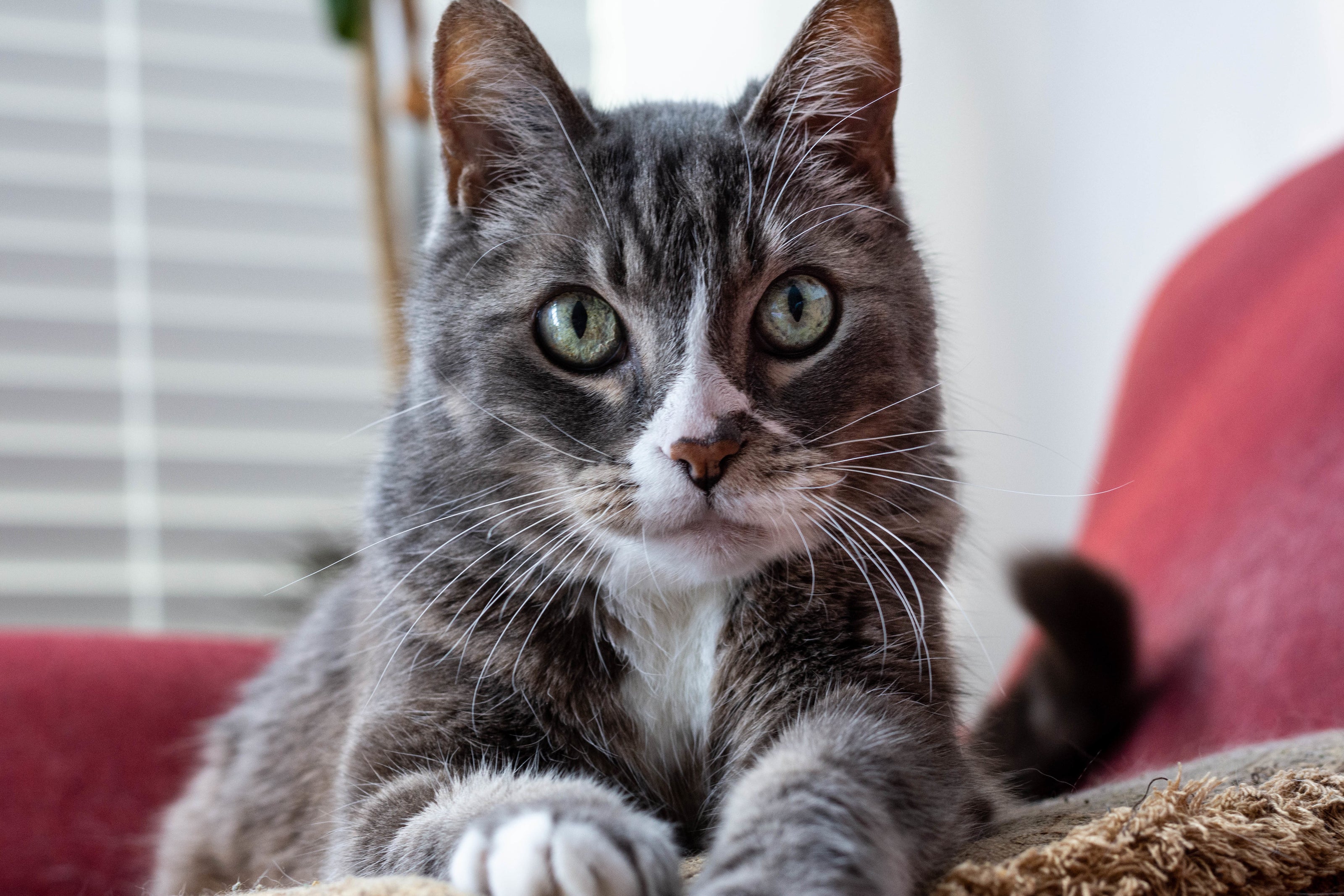 Katzenfutter, Cat food