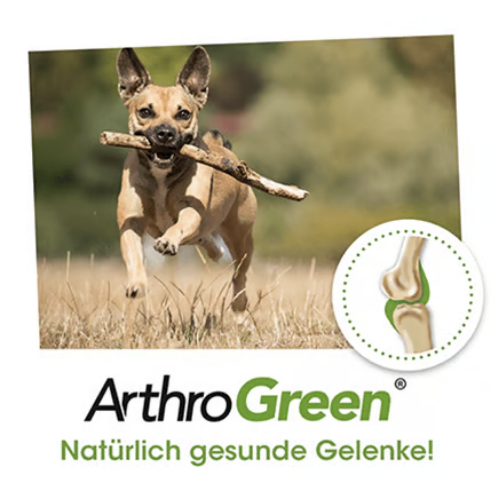 cdVet ArthroGreen Classic für Hunde - Woofshack