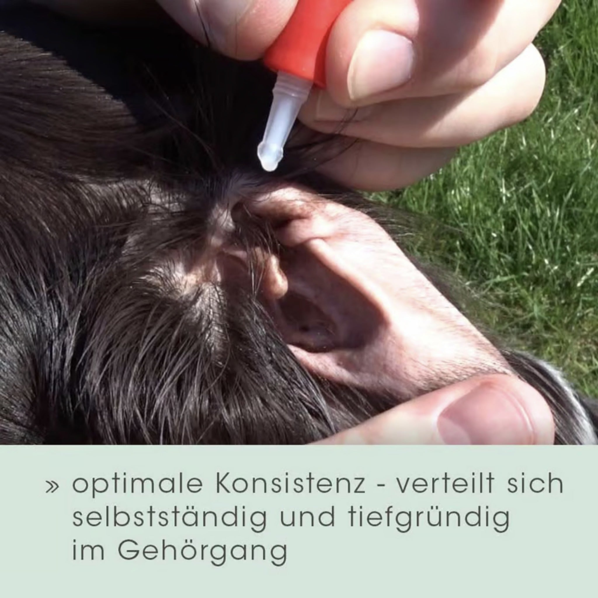 cdVet Ohrenpflege für Hunde - Woofshack