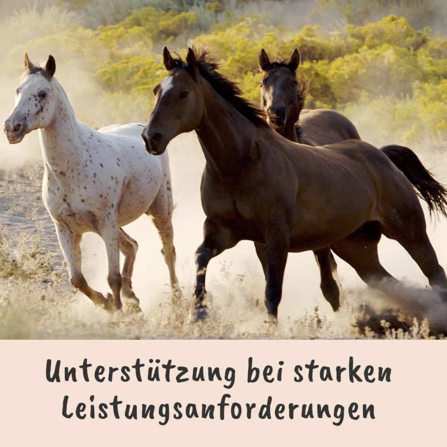cdVet Singulares Ägyptisches Bio - Schwarzkümmelöl - Woofshack