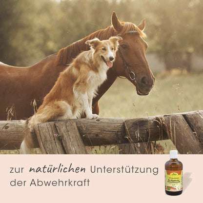 cdVet Singulares Ägyptisches Bio - Schwarzkümmelöl - Woofshack