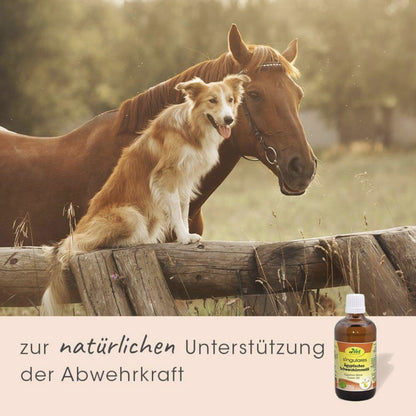 cdVet Singulares Ägyptisches Schwarzkümmelöl - Woofshack