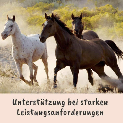 cdVet Singulares Ägyptisches Schwarzkümmelöl - Woofshack