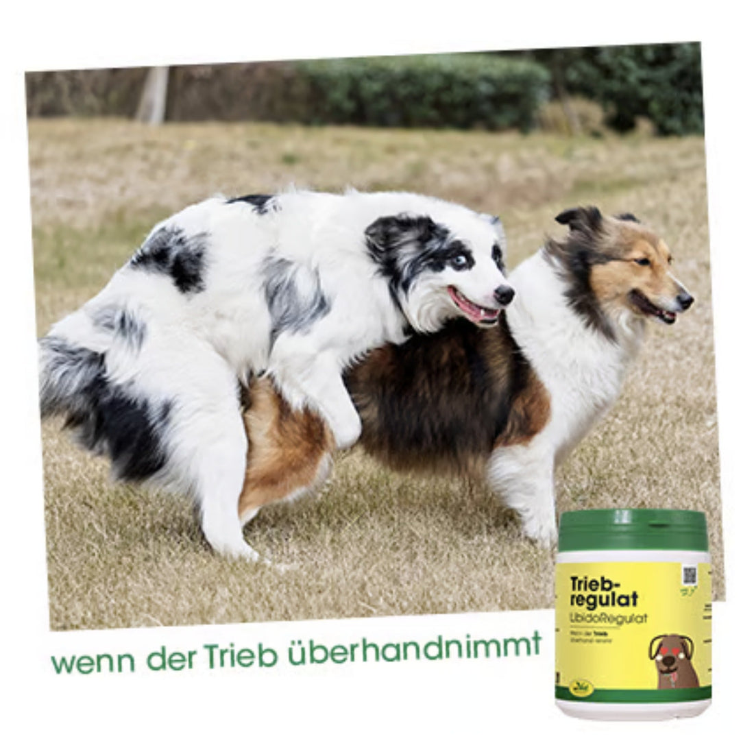 cdVet TriebRegulat für Hunde - Woofshack